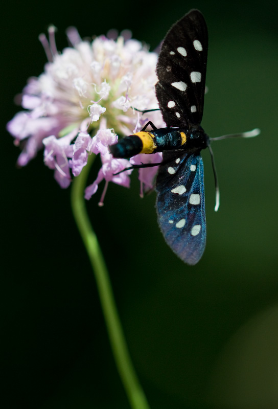 Amata phegea